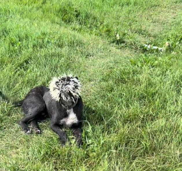 dog with quills in his skin