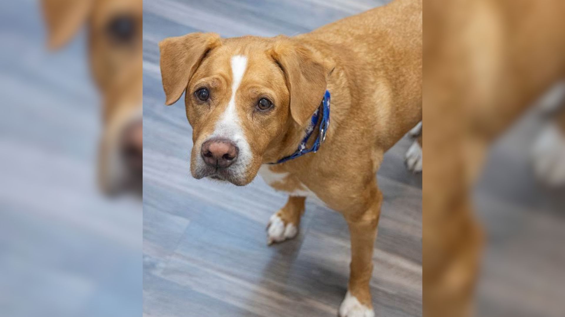 Dog With Separation Anxiety Struggles To Find A Loving Home After Being Returned To The Shelter