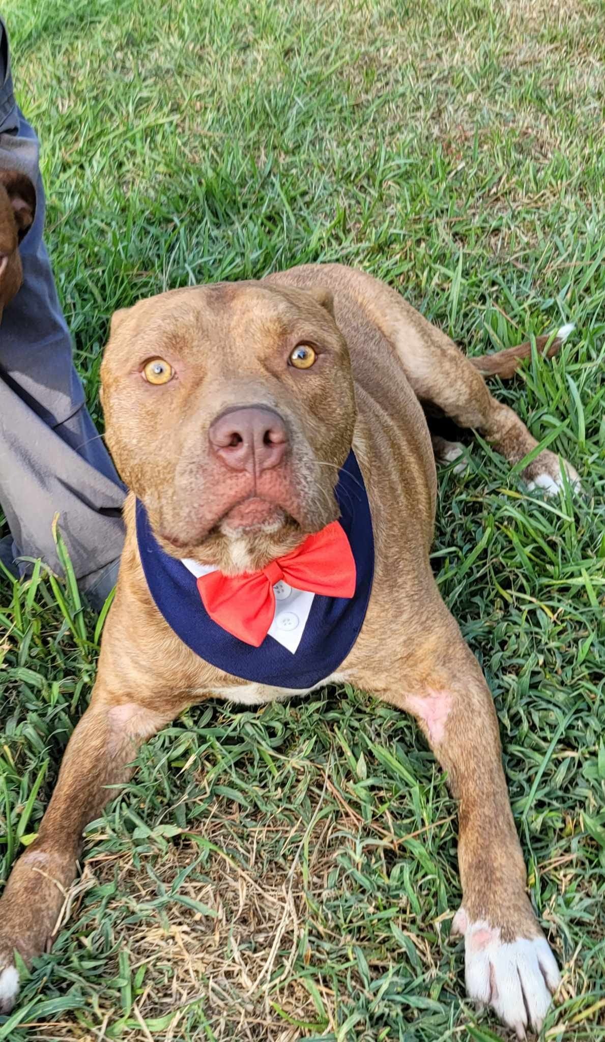 dog with wedding clothes lying on grass