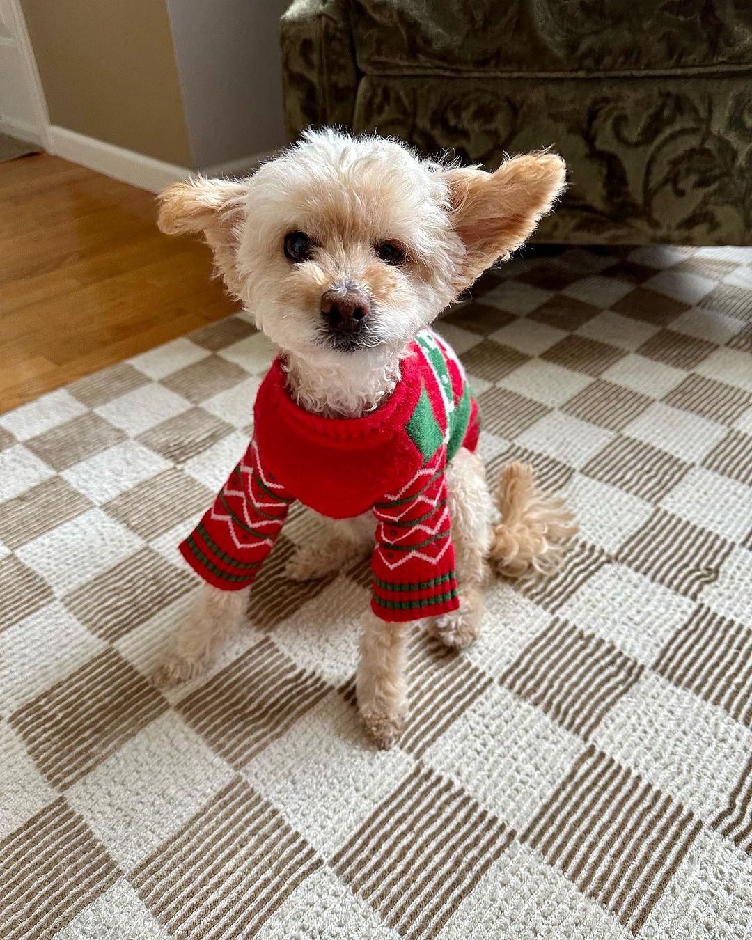 doggo wearing red sweater