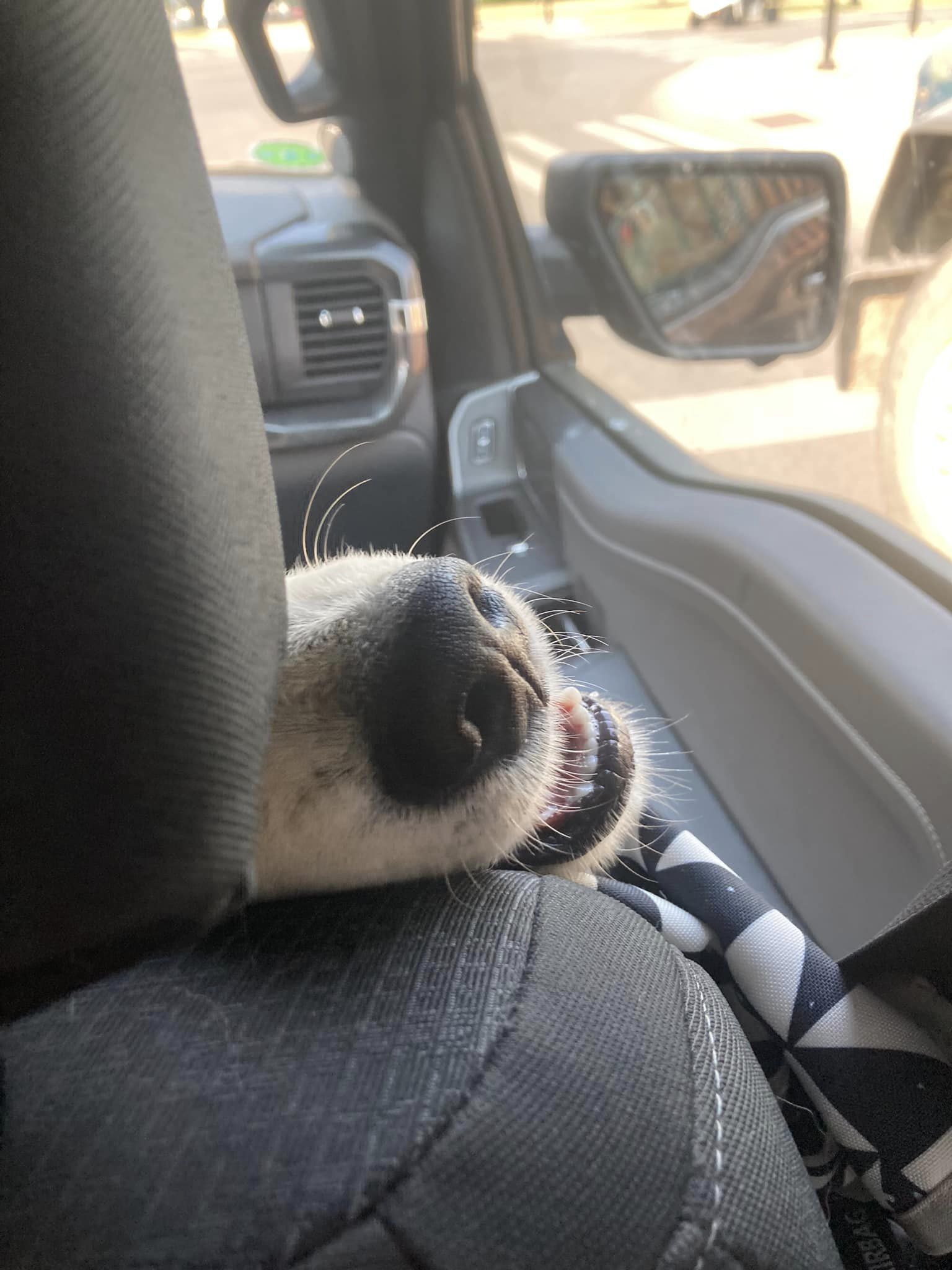 dog's head leaning on a car seat