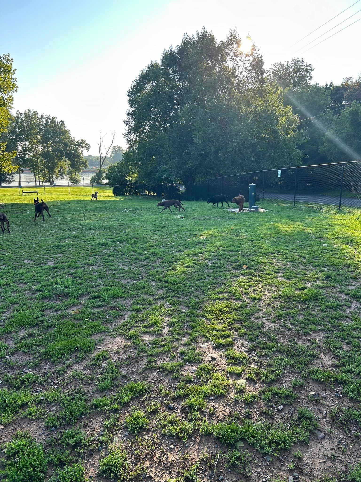 dogs in the park