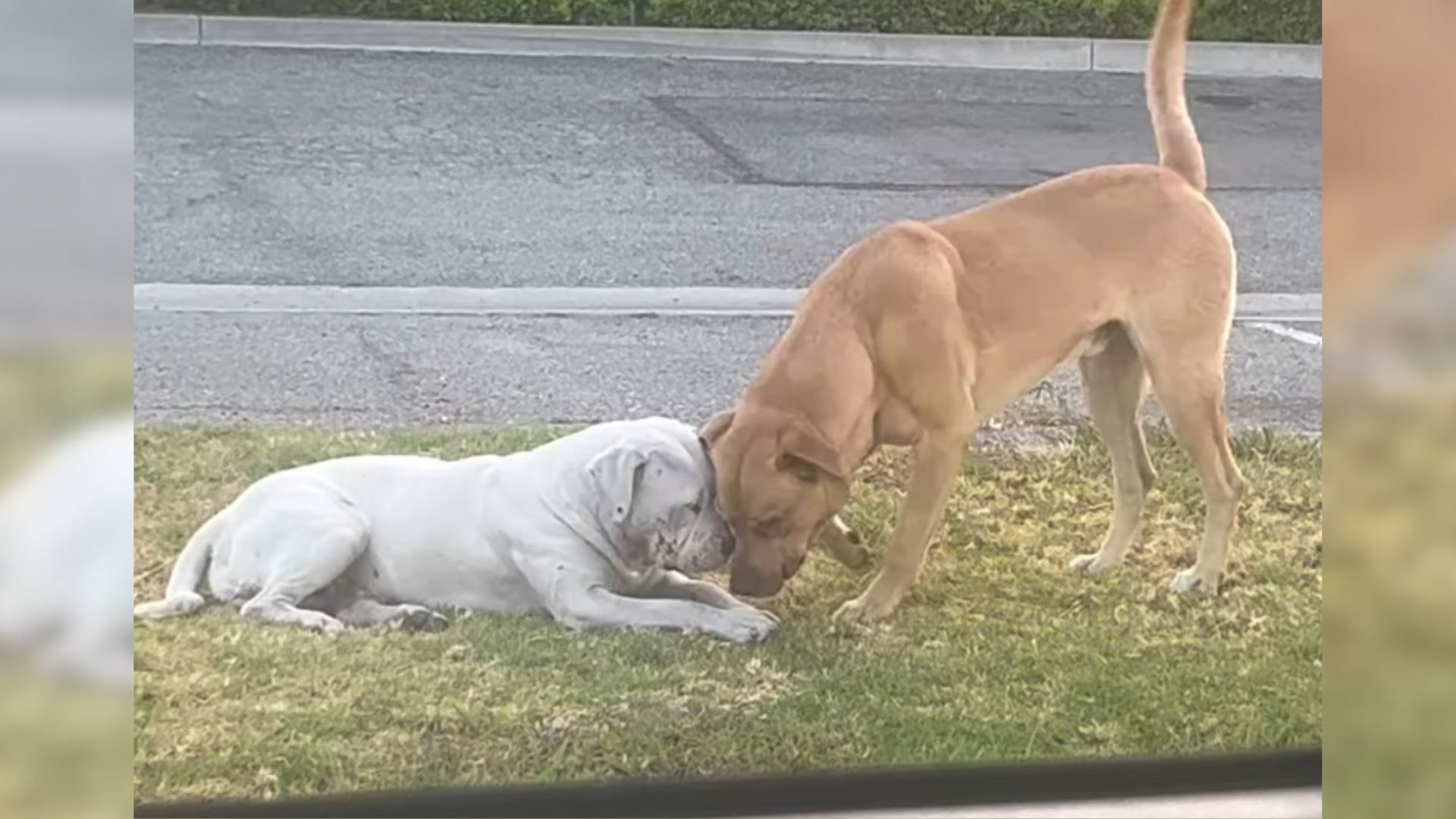 Dogs Left In Industrial Area Didn’t Know Life Without Each Other, Until Heartbreak Struck