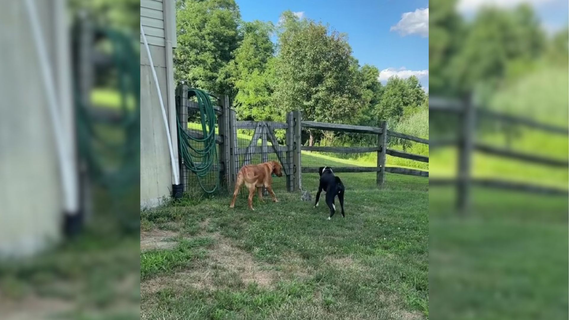 Dogs’ Nonstop Barking Alarms Owner About An Unexpected Visitor In The Grass