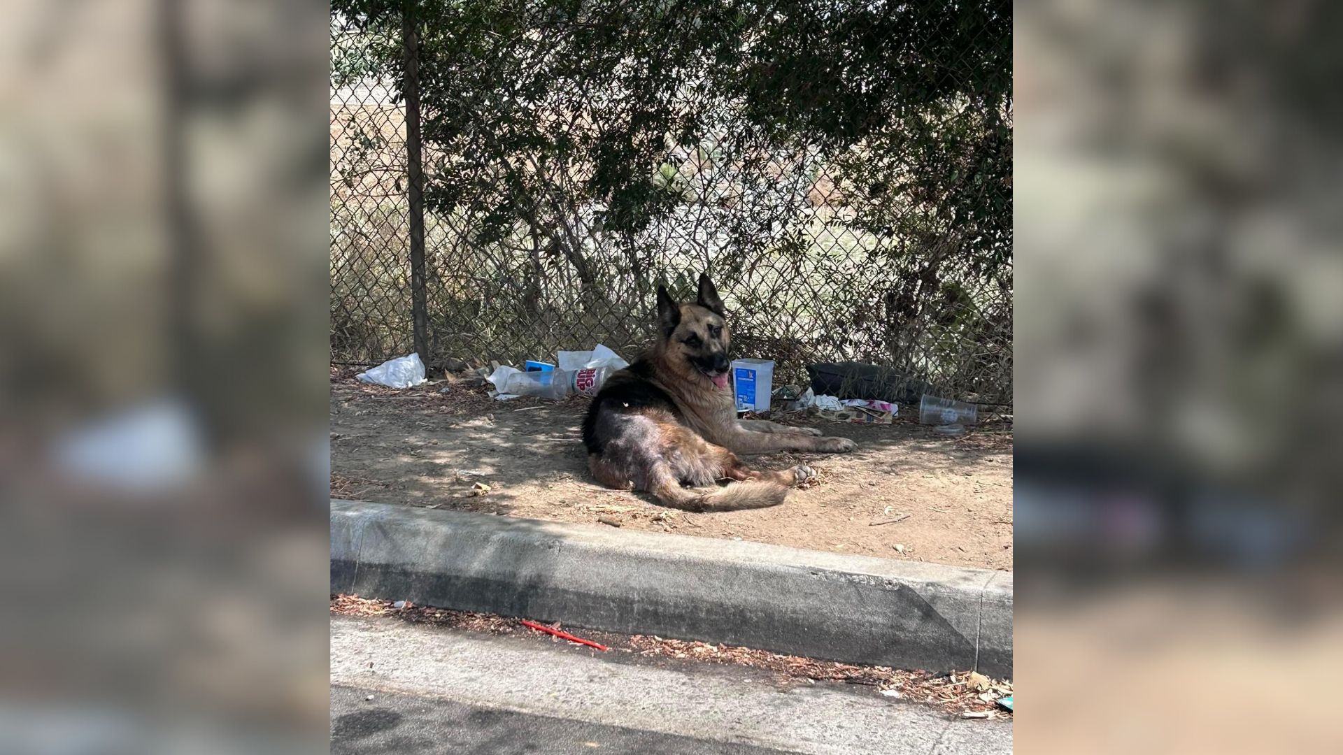 Dumped Dog Found Under The Tree Alone And In Desperate State Gets A New Chance