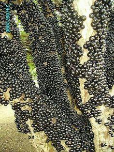 Phần này có thể chứa: some black beads are hanging from a tree