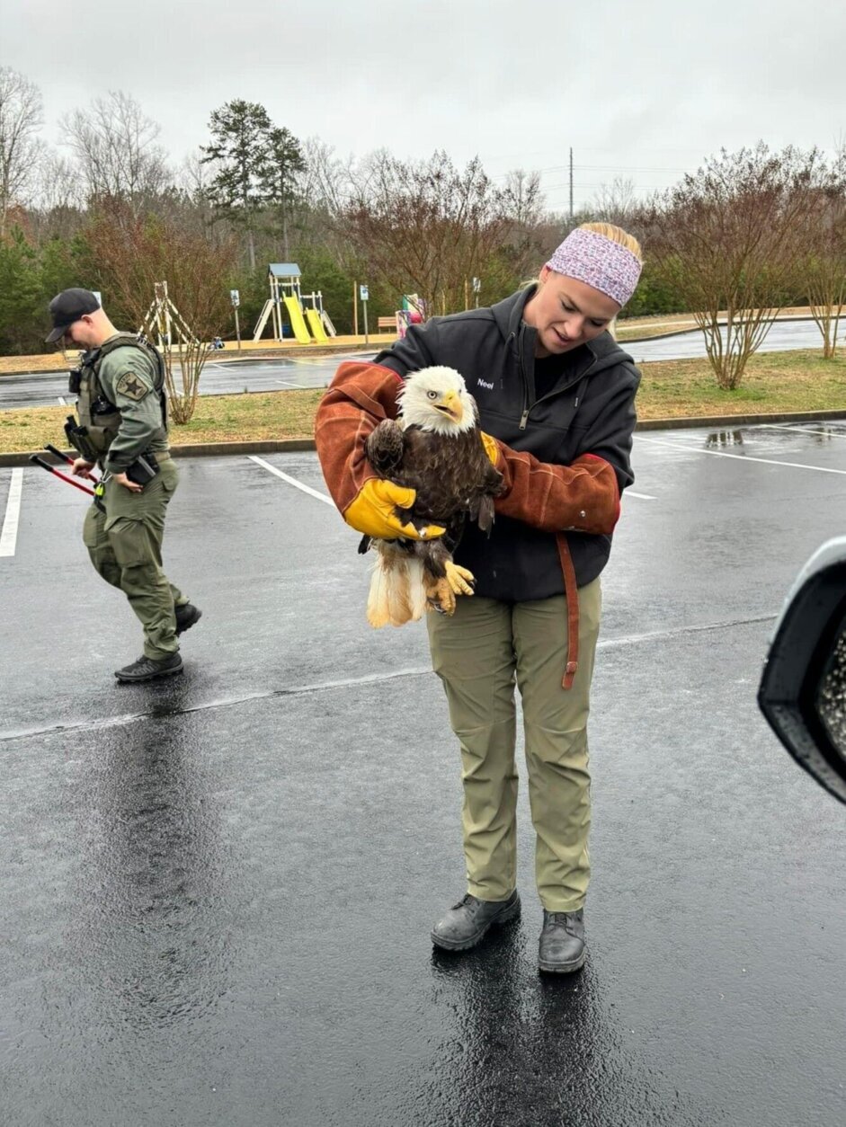 Bald eagle rescued from car grill after collision in Maryland - WTOP News