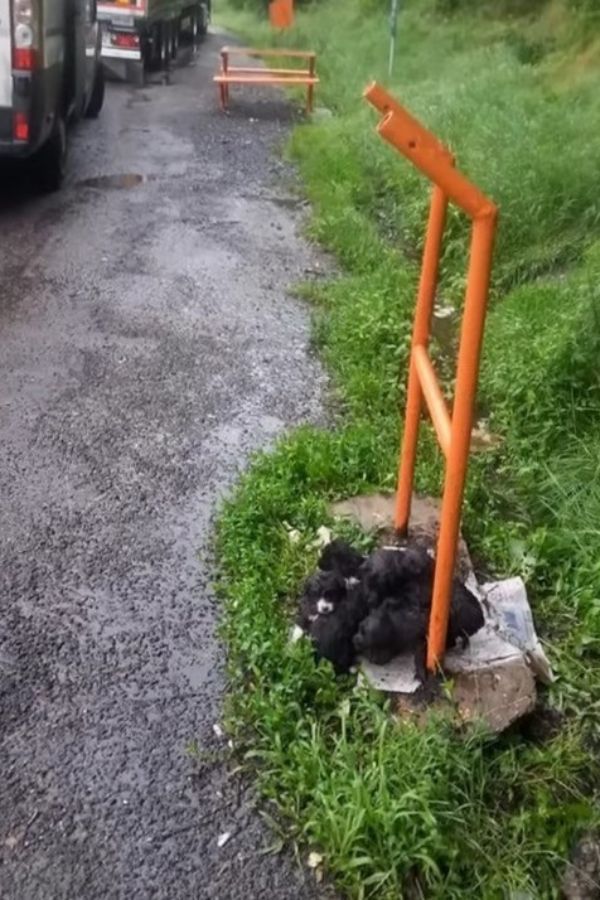 eight newborn puppies