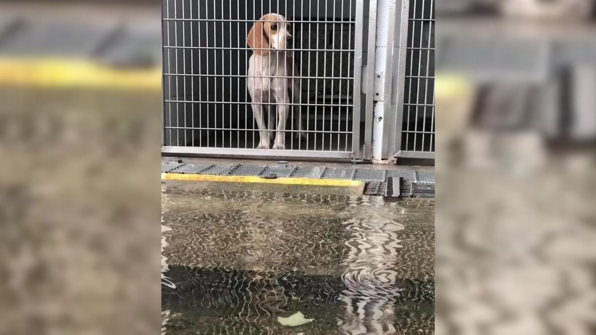 Entire Community Unites To Rescue And Foster Animals From Flooded South Carolina Shelter