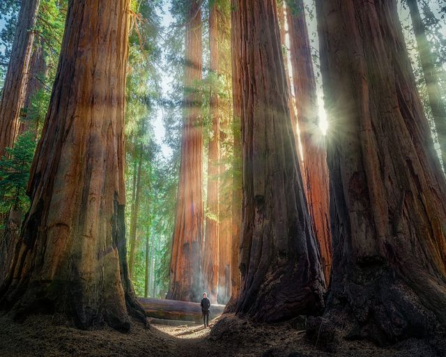 Discover the Majestic Wonder: Exploring the Largest Tree in the World at  Giant Forest, Sequoia National Park - The Aesthetic Life