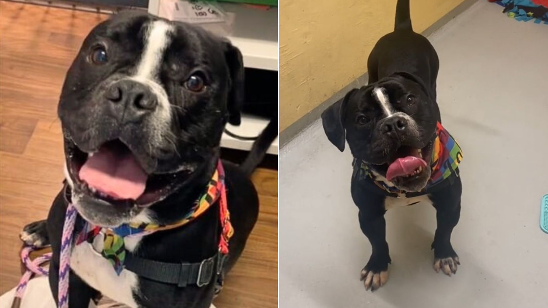 Anxious Shelter Dog Receives The Best Gift After Being Repeatedly Overlooked By People