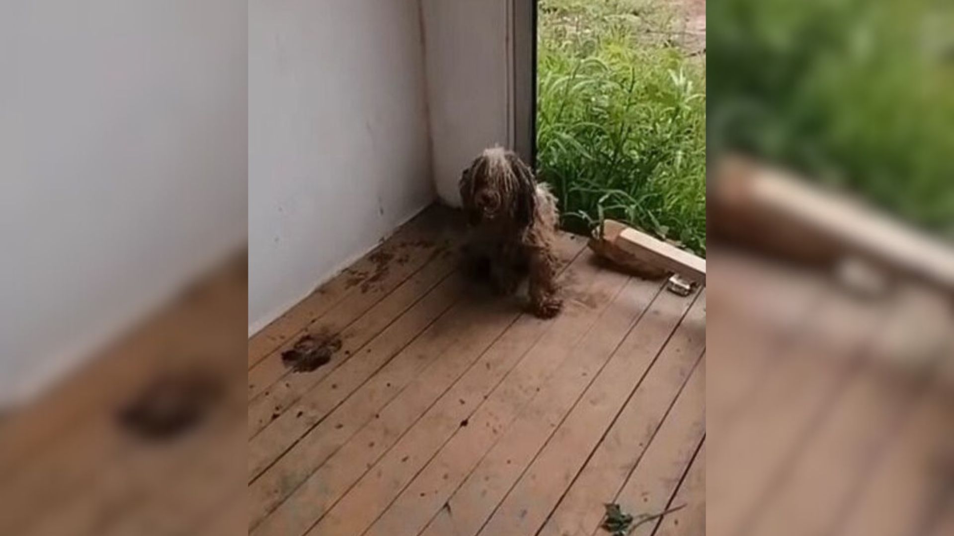 Faithful Pup Who Waited For His Owner In A Shabby House After They Moved Away Meets An Amazing Person