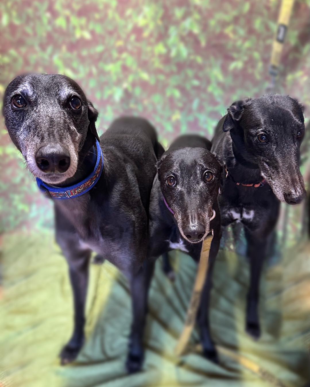 family of greyhounds