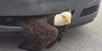 Crazy moment! The driver stopped the car and was shocked to discover an eagle stuck in front of his car in Florida