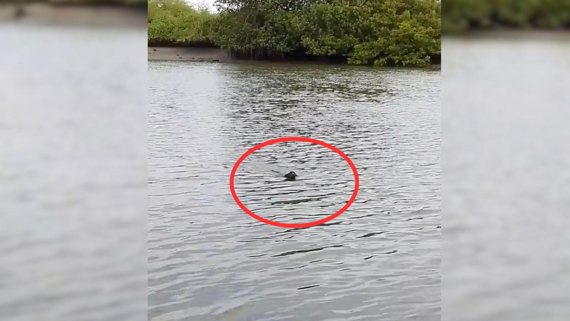 Fisherman’s Life Changed Forever After He Noticed Something Swimming Towards Him With All Their Might