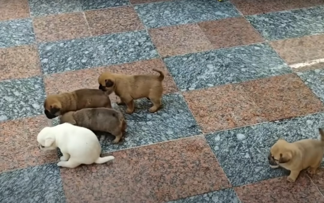 five puppies walking