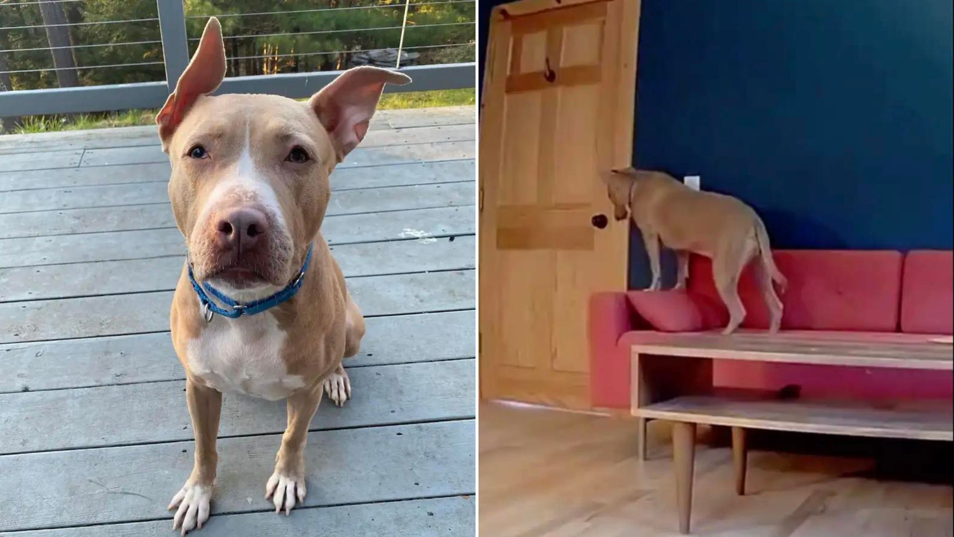 Foster Dog Won The Hearts Of Her Fosters Doing The Most Touching Thing Ever