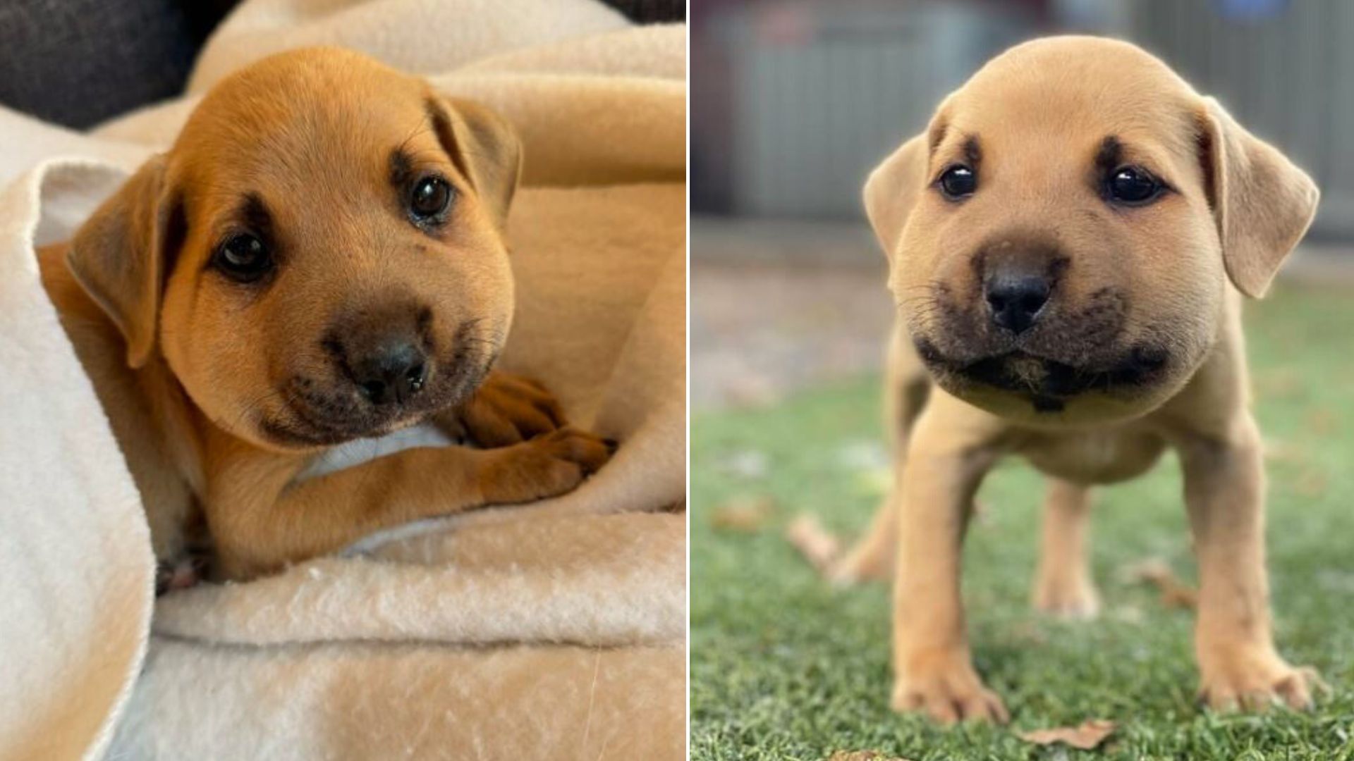 Puppy Playing With His Siblings Suddenly Got Stung By A Bee And His Foster Mom Rushed To Help Him