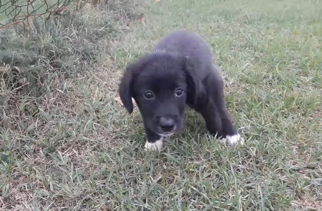 frightened puppy in the field