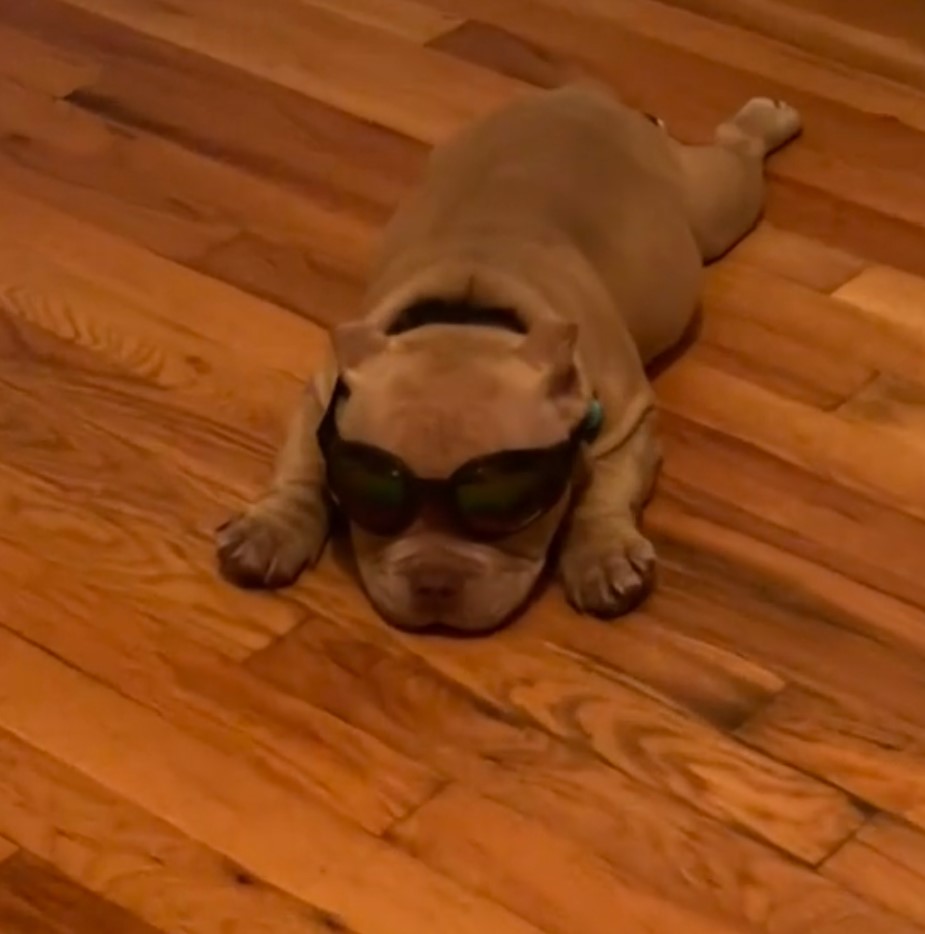 funny doggo with sunglasses