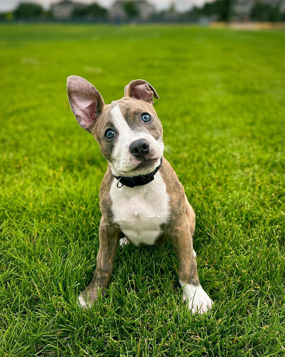 funny face dog sitting on the green grass