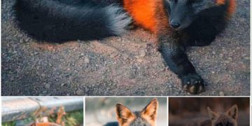 Unique Orange and Black ‘Fire-Fox’ Poses for Friendly Photographer