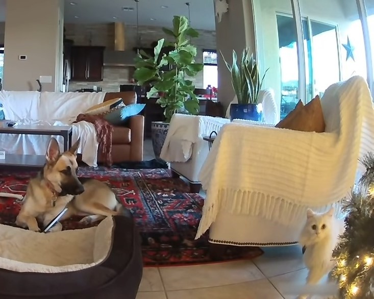 german shepherd and a white cat at home