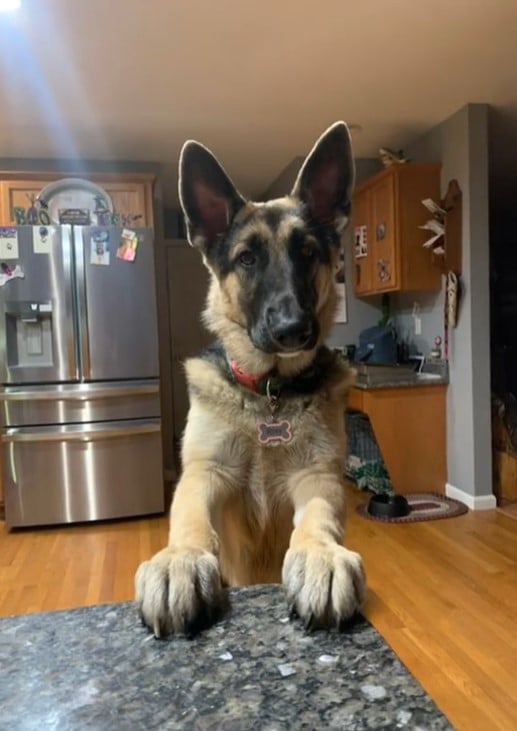 german shepherd in the kitchen