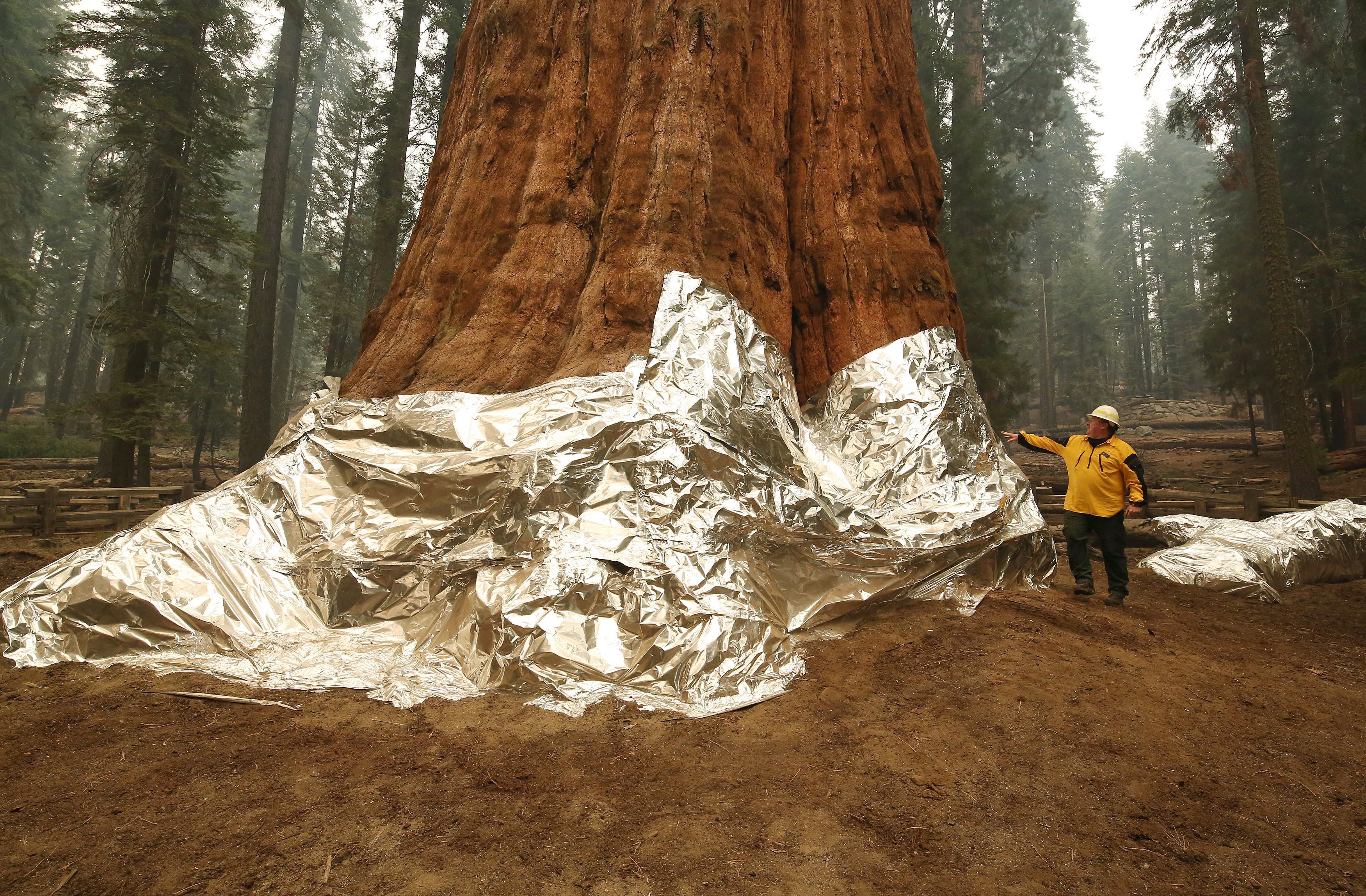 Meet the Giant Sequoia, the 'Super Tree' Built to Withstand Fire -  Scientific American