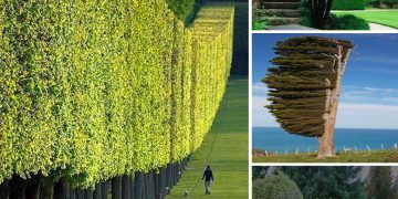 The Enchanting Split: Trees Divided Across the Two Hemispheres of the World