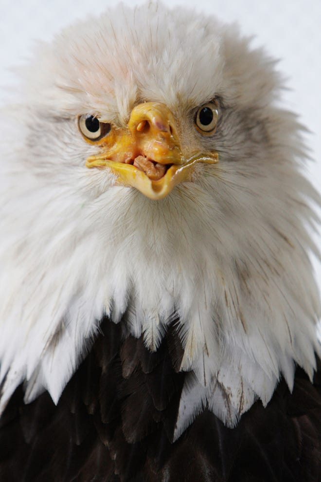 Eagle to get bionic beak