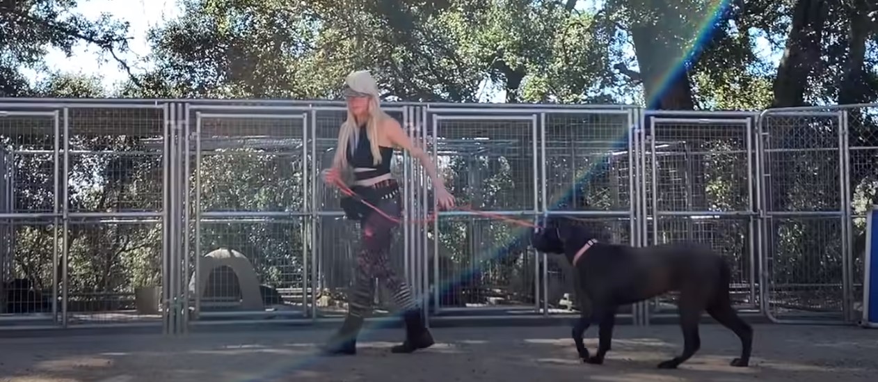 girl walking with the dog