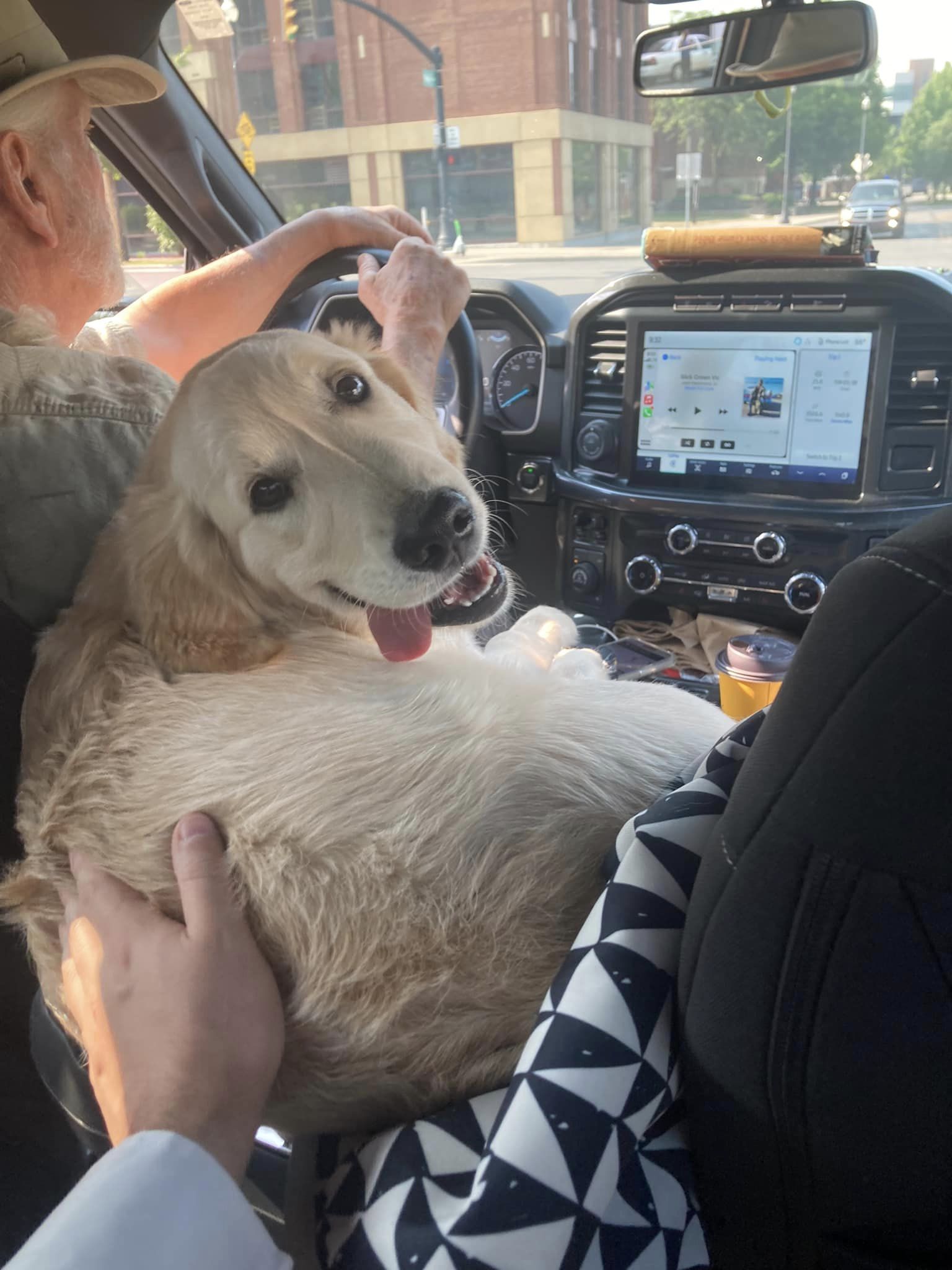 golden retriever in a car