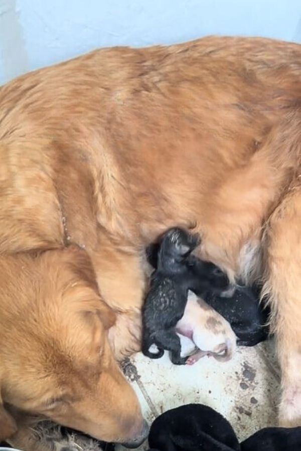 golden retriever puppies are nursing