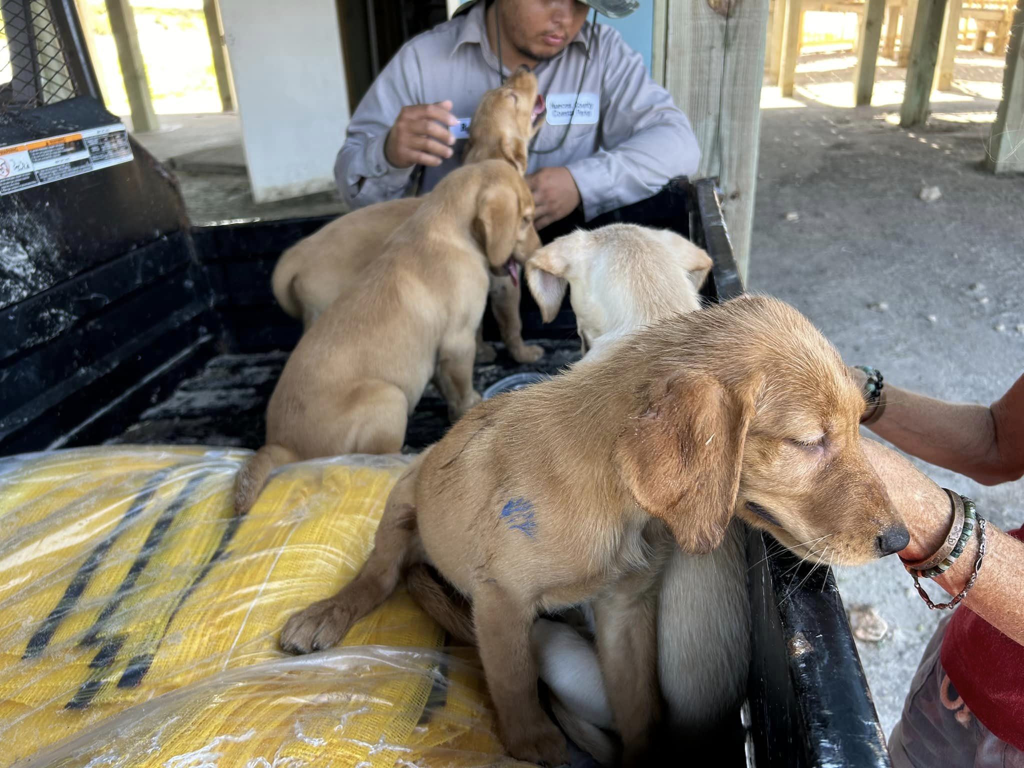 golden retriever puppies in a trailor