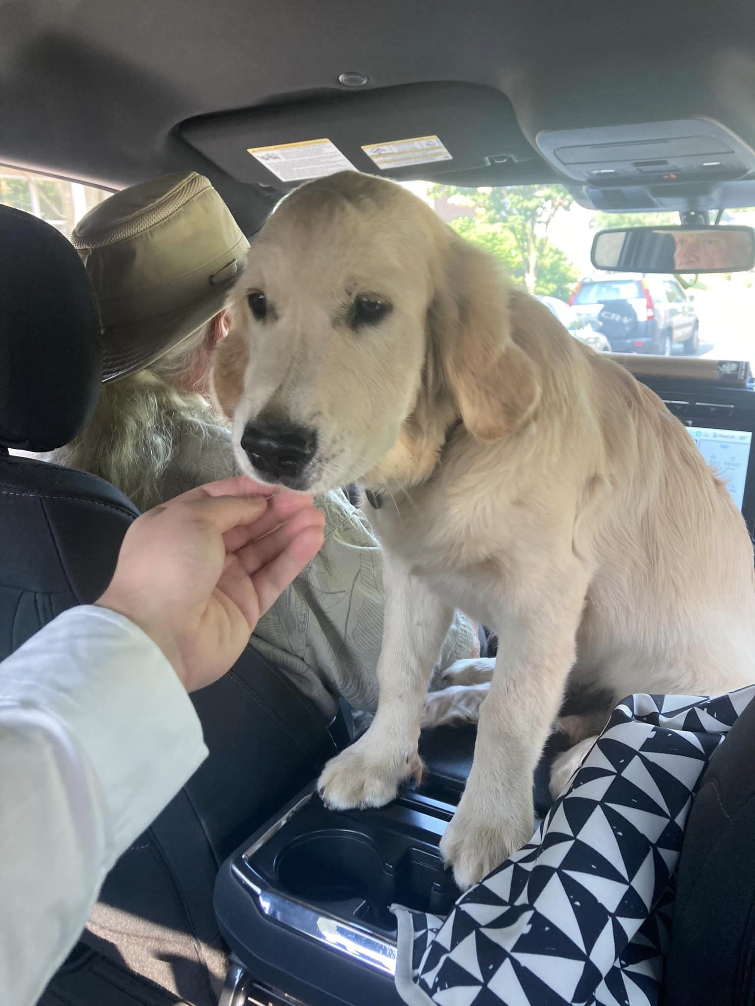 golden retriever sitting in a car