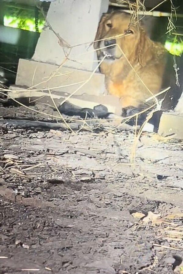 golden retriever stuck under the house