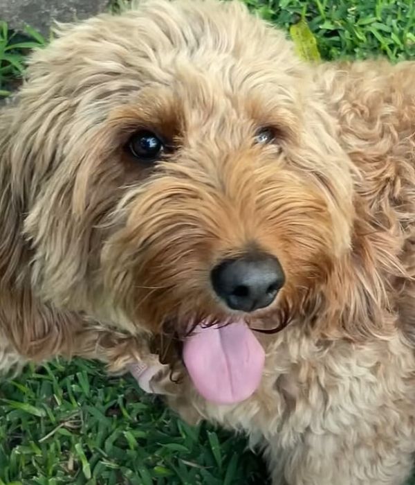 goldendoodle lying on the grass