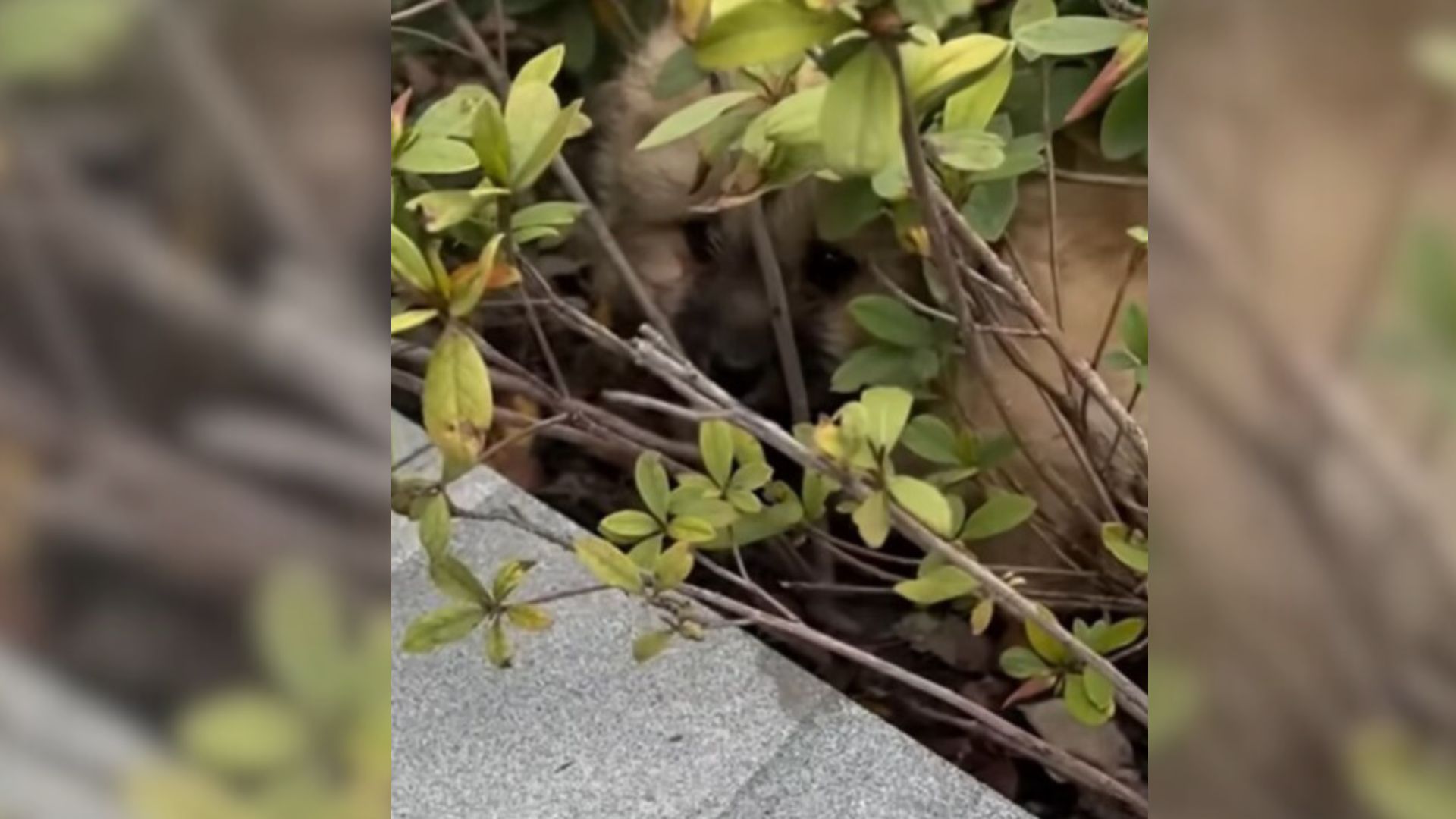 Injured Pup Unable To Get Out Of The Bush Cries Loudly, Begging Humans To Help Him