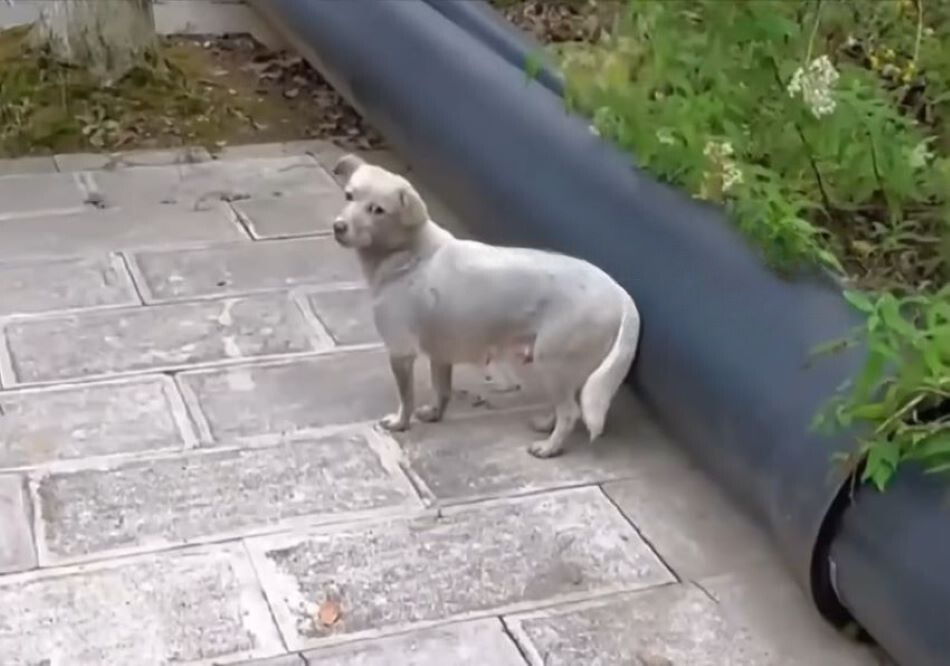 gray dog on a gray tiles