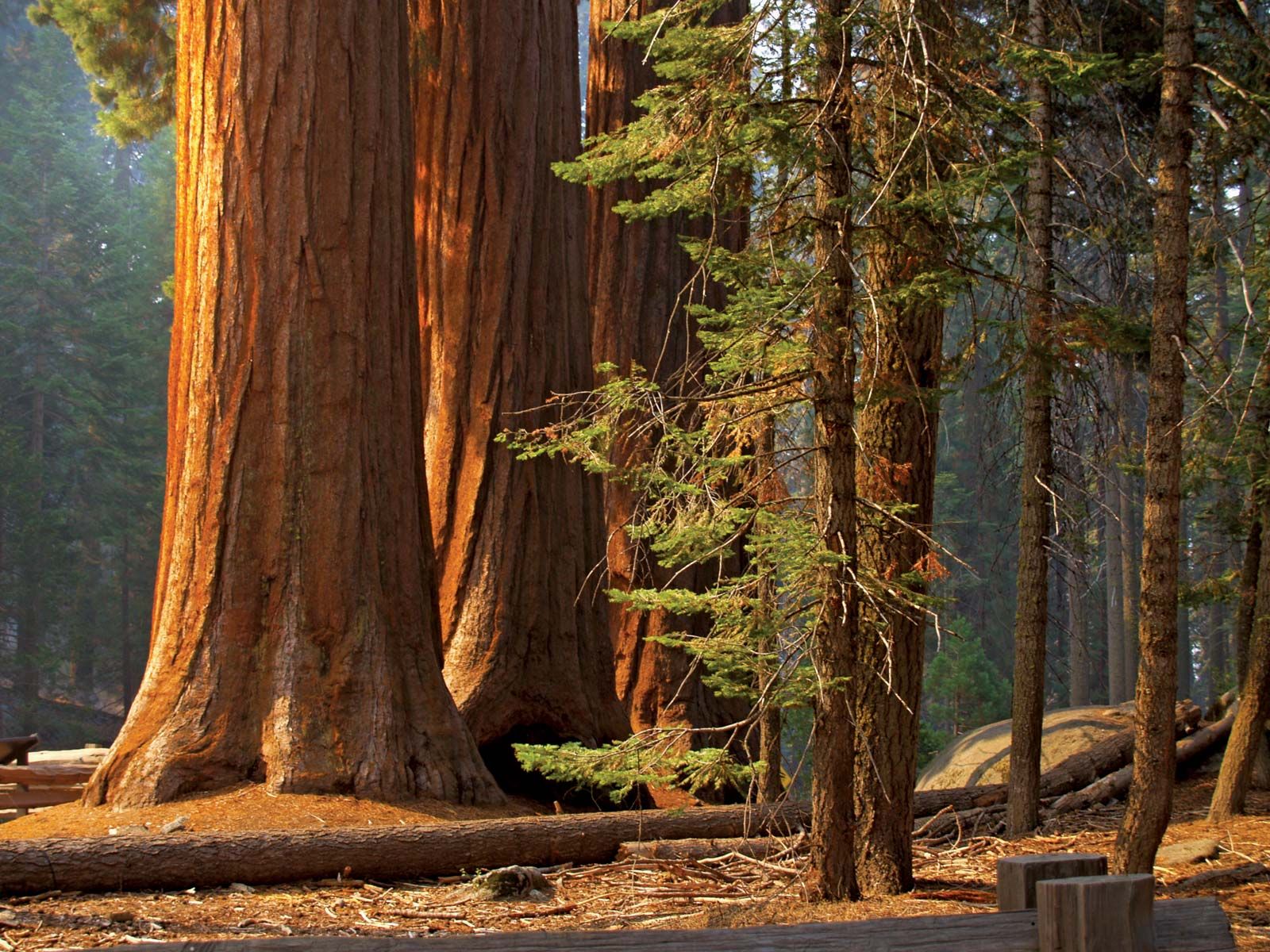 Saving the World's Largest Trees | Britannica