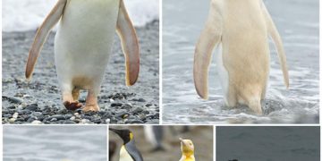 There’s a rare yellow penguin on South Georgia island, and biologists can’t quite explain it