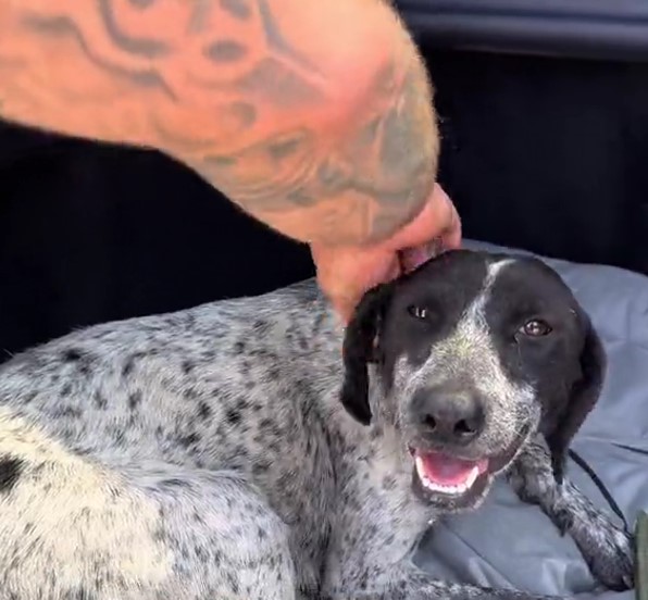 hand petting the dog