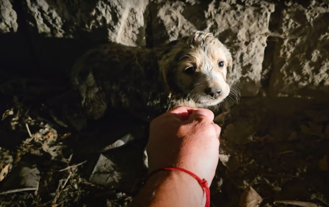 hand touching the scared pup