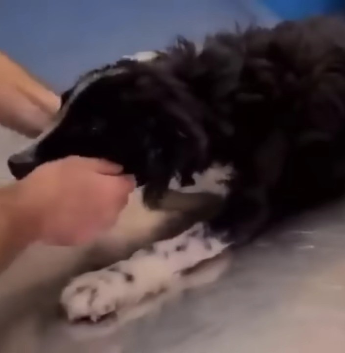 hands petting the dog