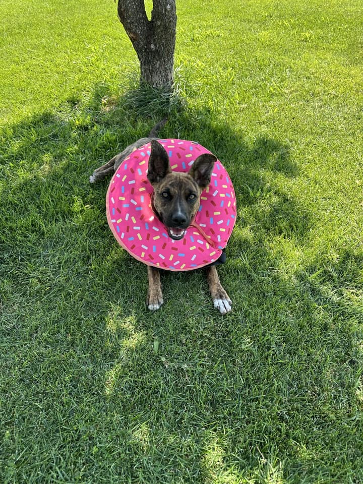 happy dog laying down