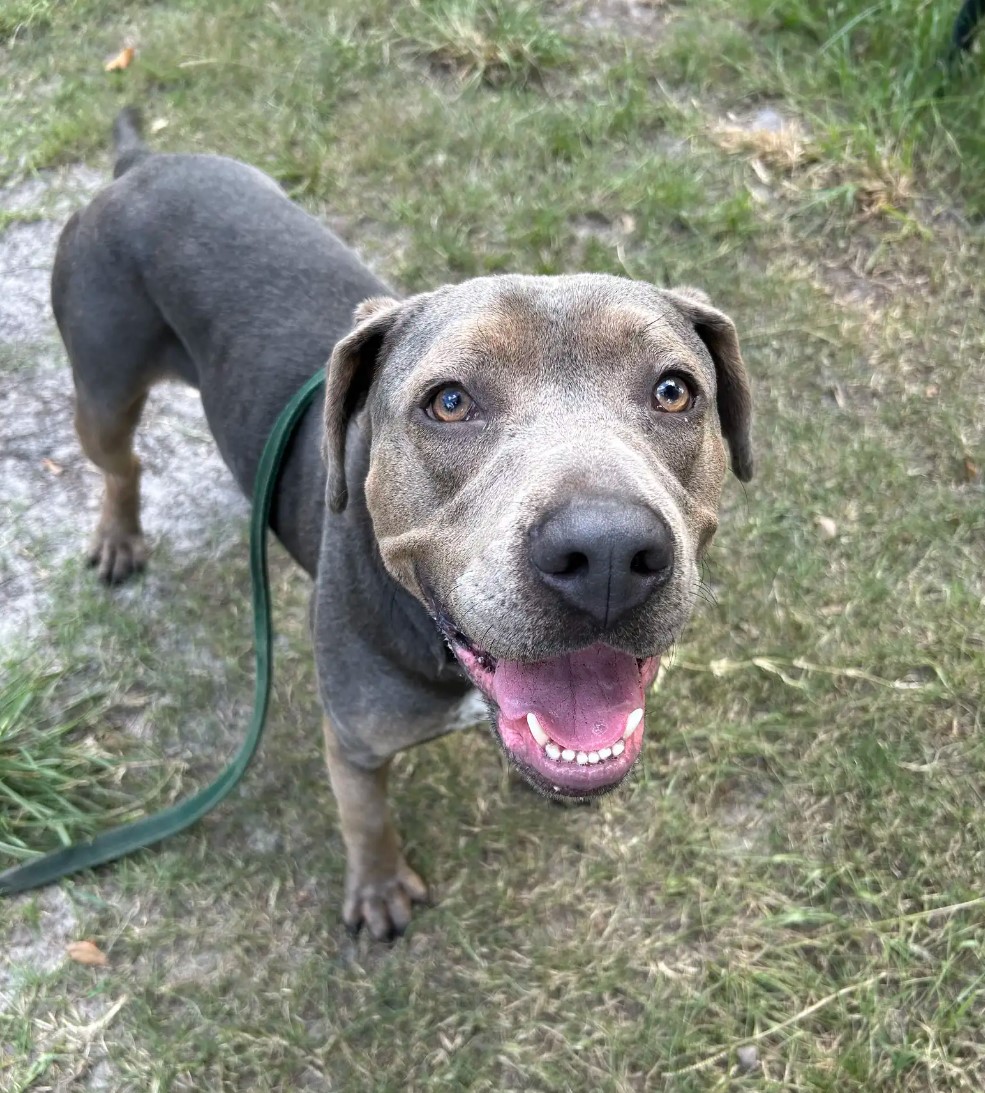 happy dog on leash