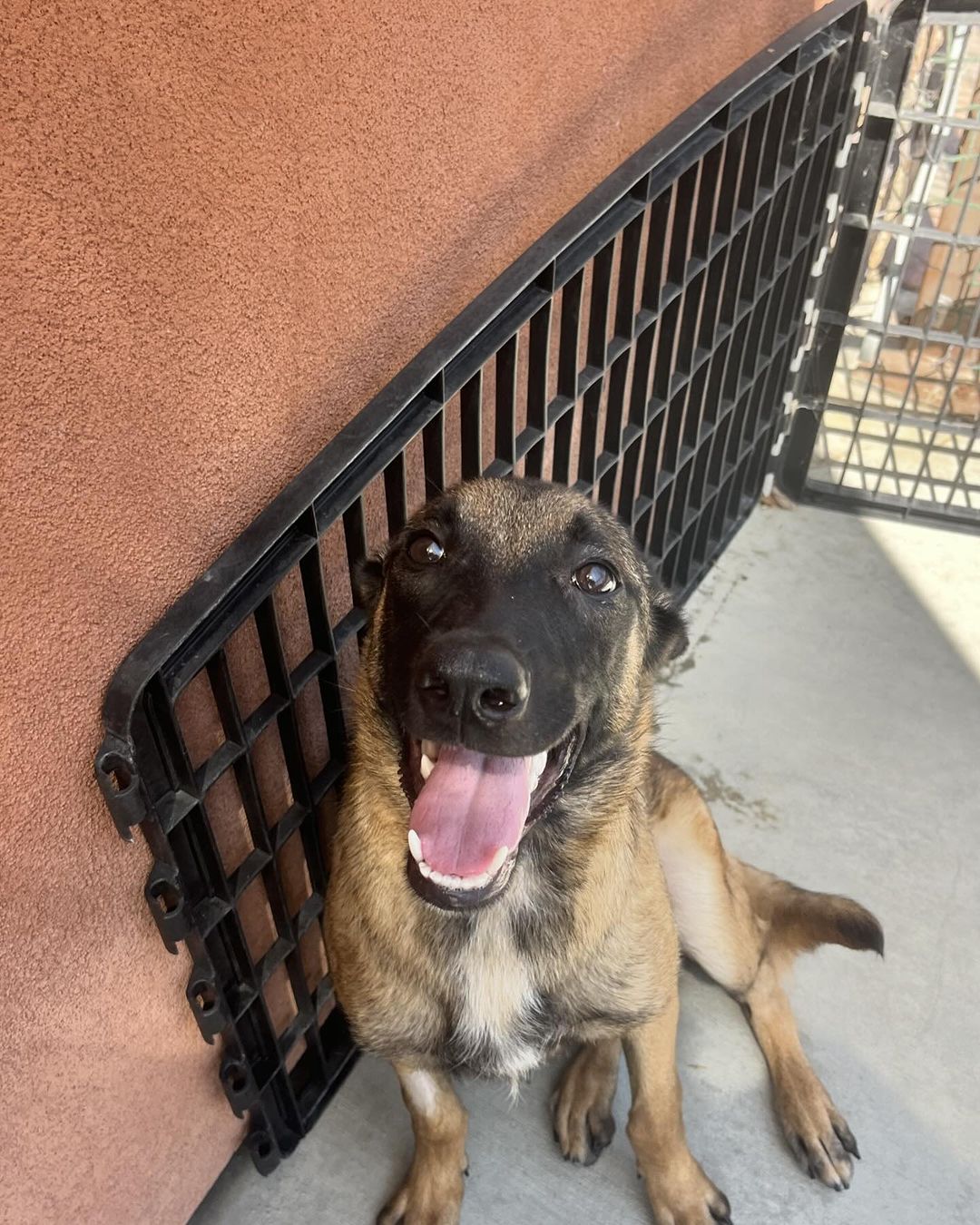 happy dog sitting outside and looking at camera