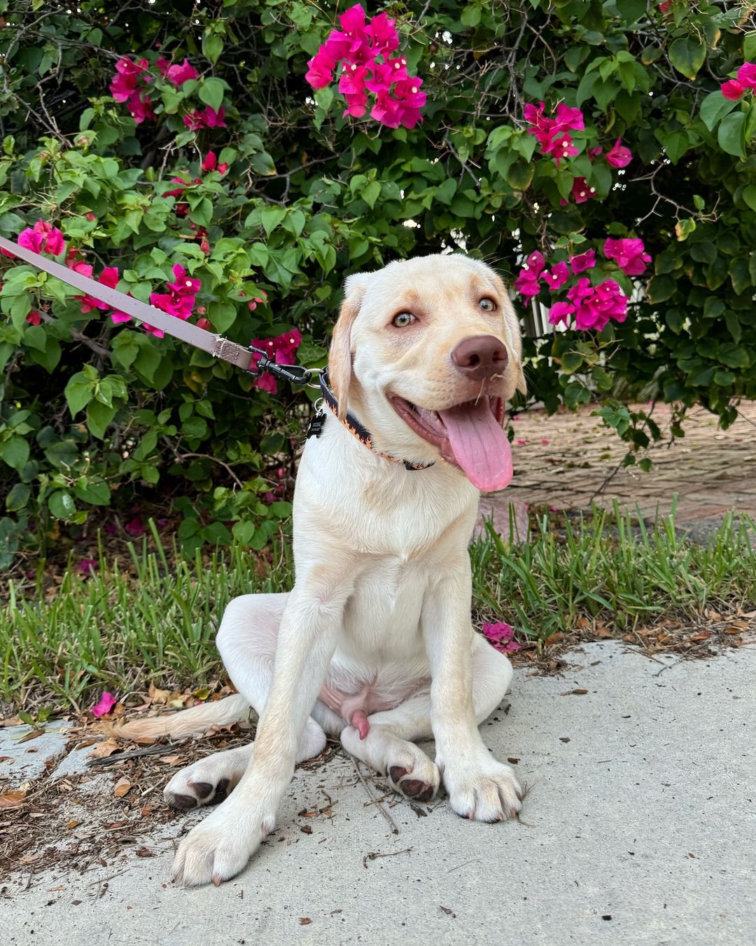 happy white dog with a leash