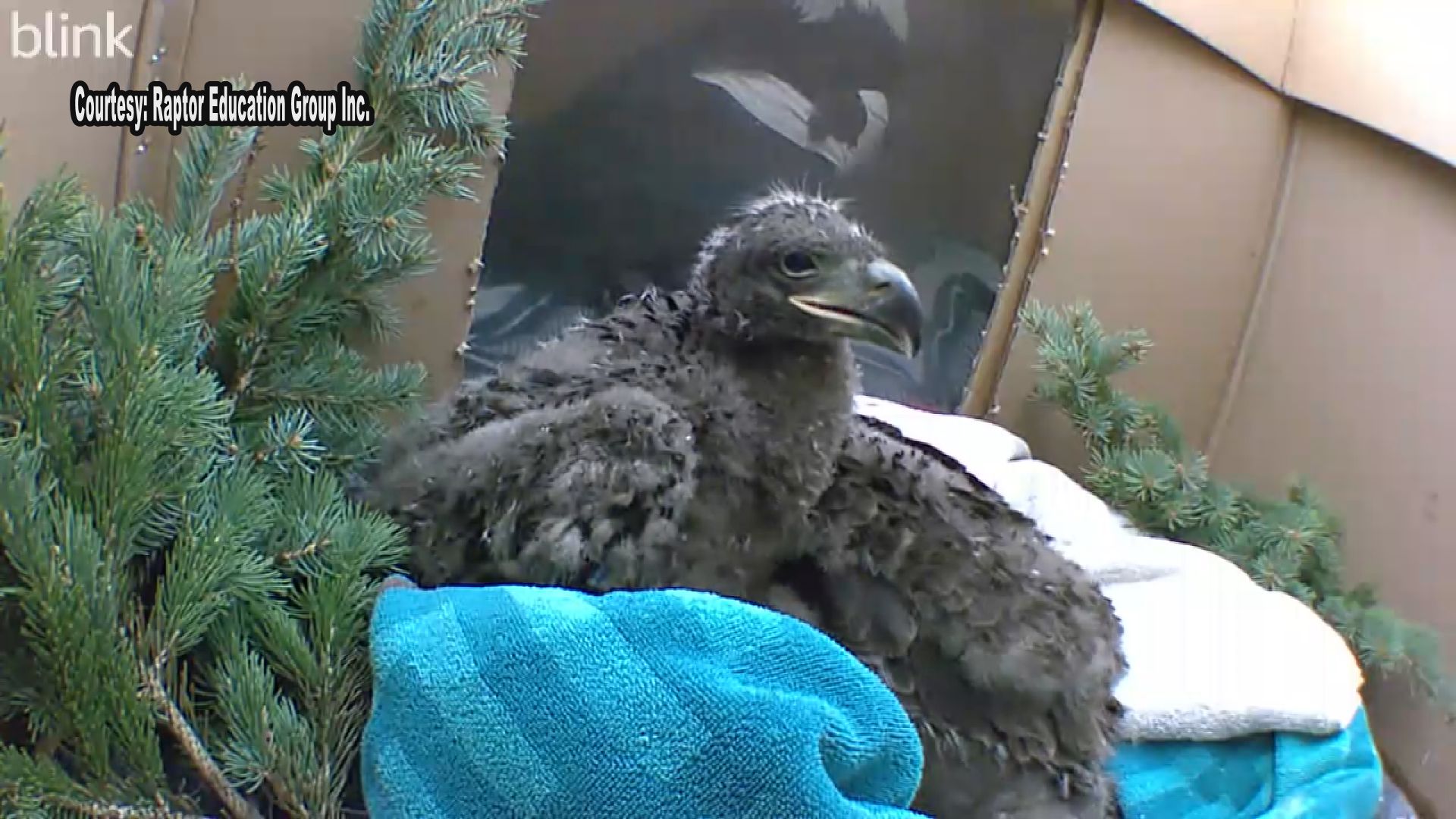 Baby bald eagles rescued after falling 40 feet when nest collapsed